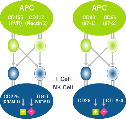 CD226（DNAM-1）に着目した研究の図