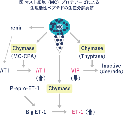 マスト細胞（MC）プロテアーゼによる生理活性ペプチドの生産分解調節